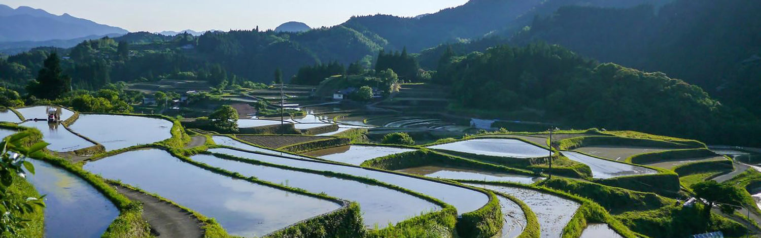 Aiyama Rice