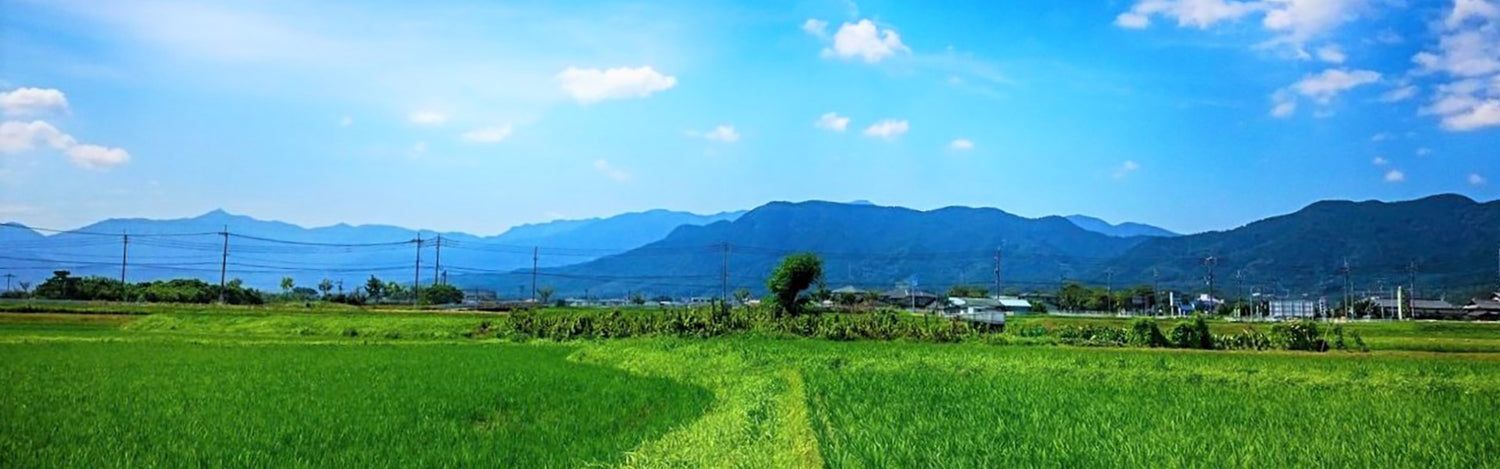 Hitomebore Rice
